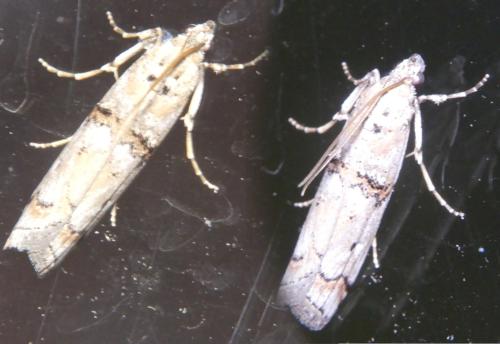 Pempelia palumbella